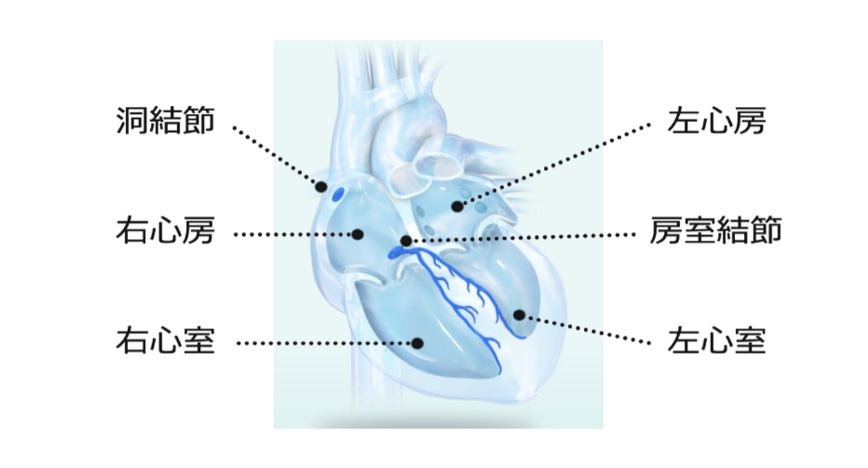 心臓機能の説明